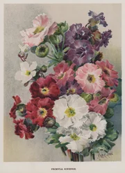 A margarida chinês